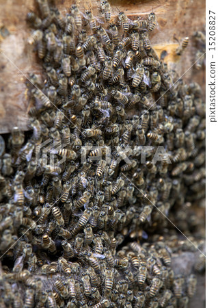 Japanese bees Japanese bees 15208827