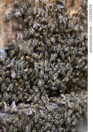 Japanese bees 15208828