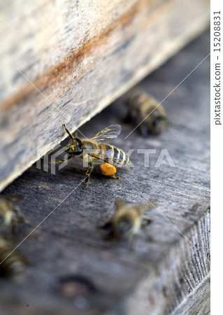 Japanese honeybee's foot pollen 15208831