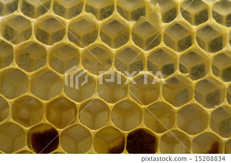 蜂窩蜂窩結構 蜂窩蜂窩結構 15208834