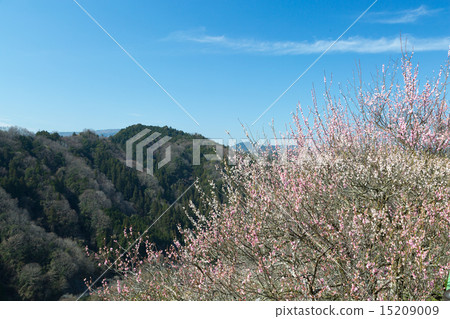 月瀨白林 15209009