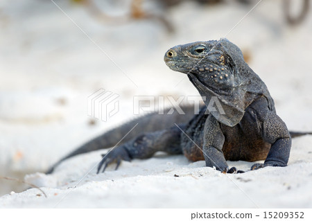 Island iguanas in wildlife.  15209352