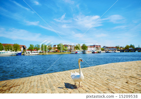 White swan on the river bank 15209538