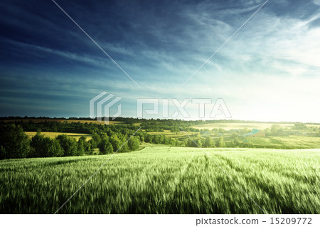 wheat field in sunset time wheat field in sunset time 15209772