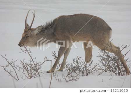 三條腿的Ezoshika 15211020