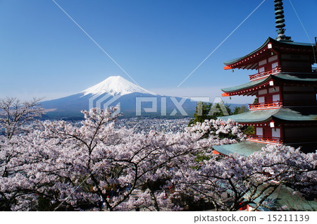 盛開的Shinclakayama淺間神社的櫻花 15211139