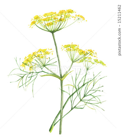 Fennel musk 15211462