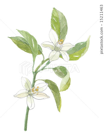 溫州橘子花 15211463