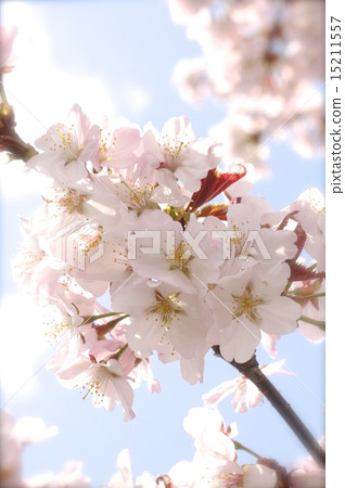 Light pink cherry blossoms 15211557