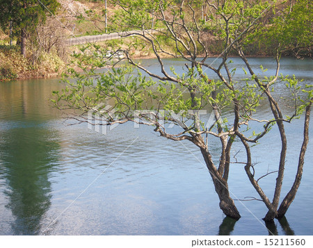 A pond 15211560