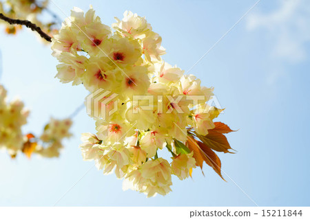 信濃川和安城堤上的御金櫻 15211844