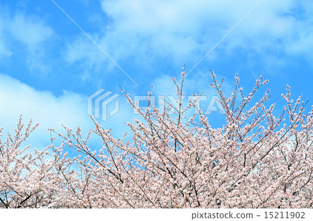 櫻花盛開 15211902