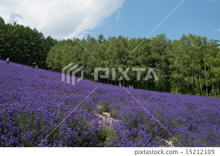 Furano lavender field 4 Furano lavender field 4 15212105