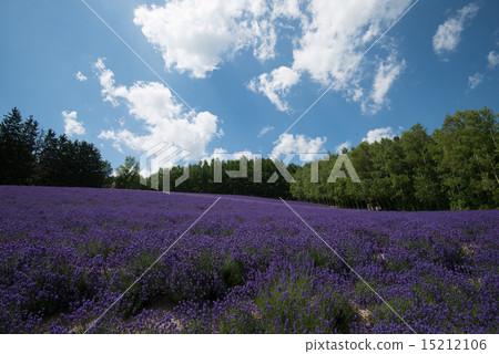 Furano lavender field 5 Furano lavender field 5 15212106