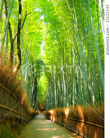 Small diameter of bamboo grove 15212143