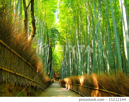 Small diameter of bamboo grove Small diameter of bamboo grove 15212144