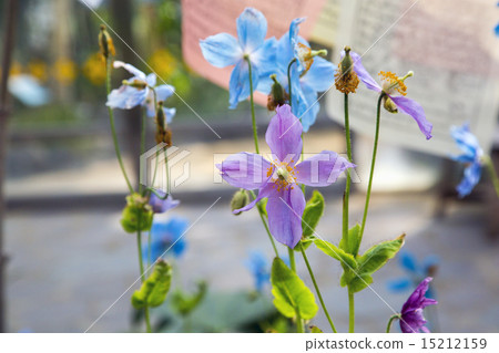 喜馬拉雅的罌粟花·Mekonopsis 15212159