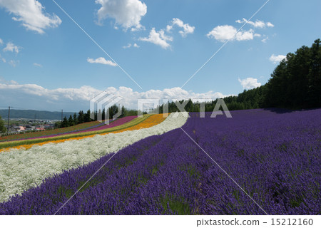 Furano flower garden 14 Furano flower garden 14 15212160