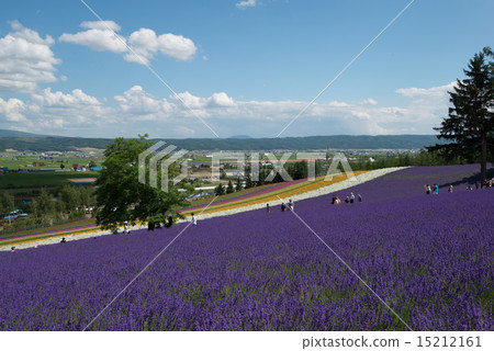 Furano flower garden 15 Furano flower garden 15 15212161