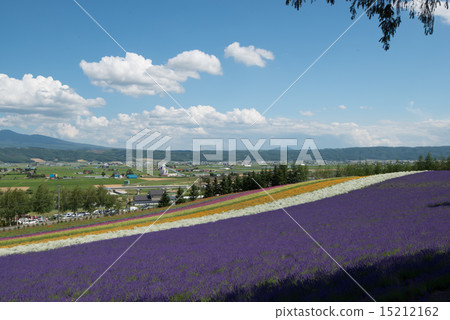 Furano flower garden 16 Furano flower garden 16 15212162