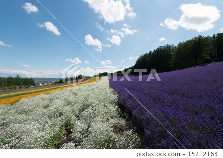 Furano flower garden 17 15212163