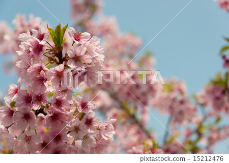 陽光櫻桃燙髮 15212476