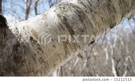 Shiraki of Shirakaba 15212513