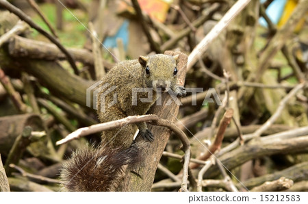 Risu Taiwanris 15212583