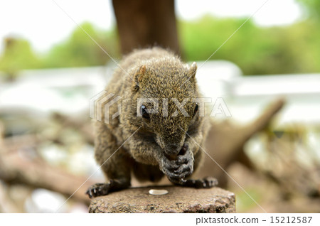 Risu Taiwanris 15212587