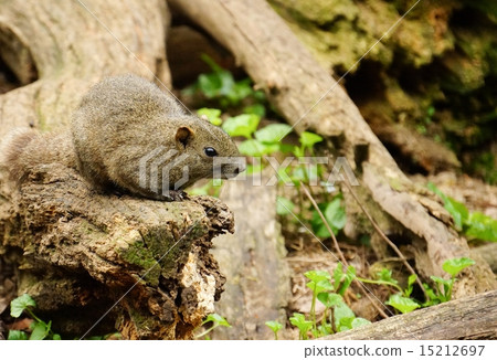 Risu Taiwanris 15212697