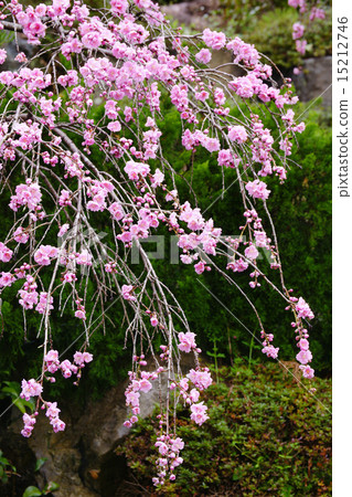 Blooming flowers 15212746
