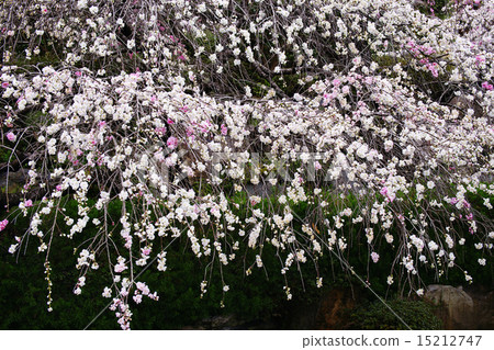 Blooming flowers 15212747