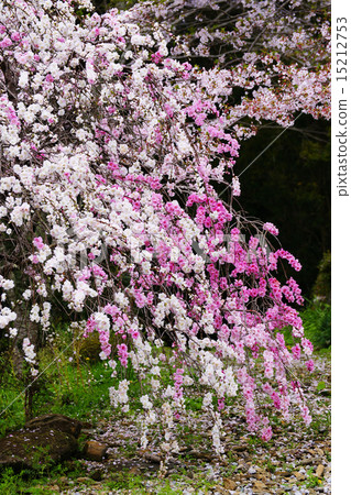 盛開的鮮花 15212753