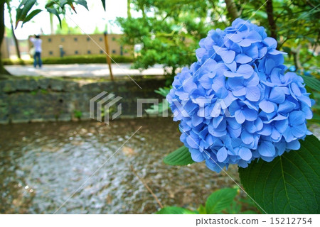 Hydrangea along the river 15212754