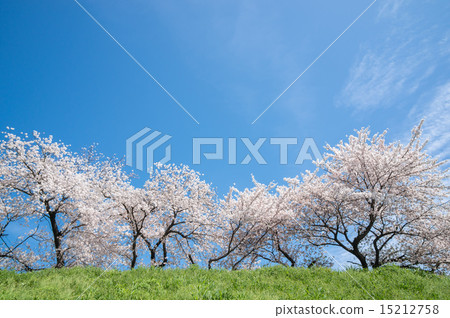 堤防的櫻花 15212758