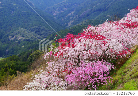 Blooming flowers 15212760