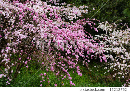 Blooming flowers Blooming flowers 15212762