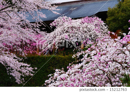 盛開的鮮花 15212763