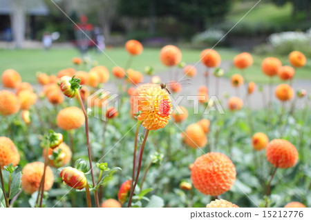 Flowers and dragonflies Flowers and dragonflies 15212776