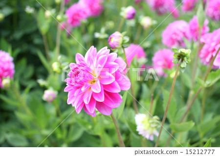 Flowers Flowers 15212777