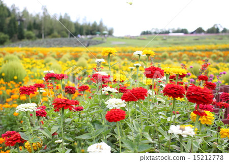 Flower garden Flower garden 15212778