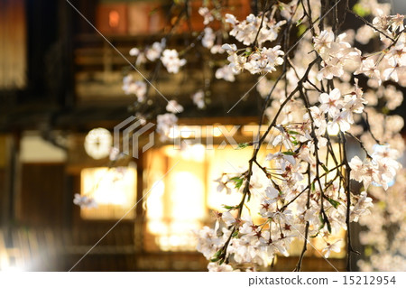 Evening cherry blossoms in Kyomachiya 15212954