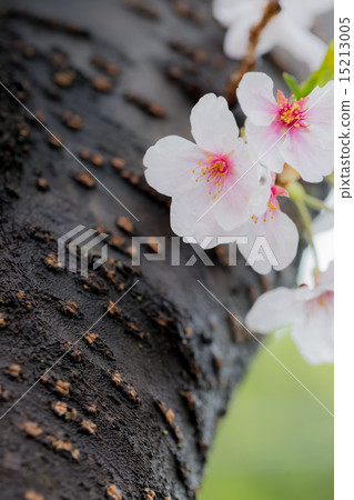 Cherry Blossoms Cherry Blossoms 15213005