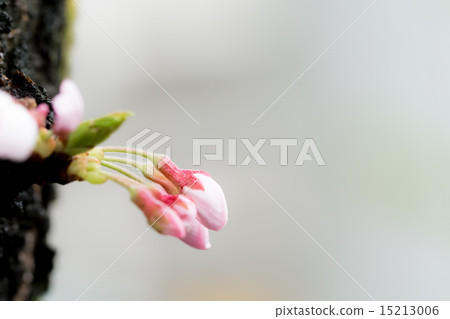 Sakura's bud Sakura's bud 15213006