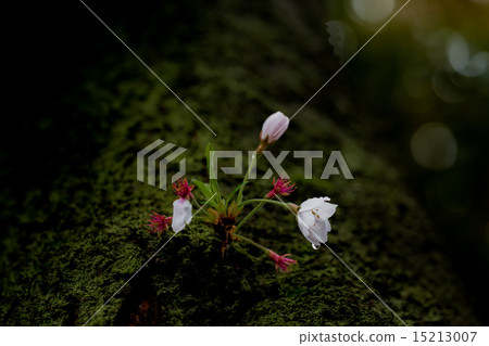櫻花的萌芽 櫻花的萌芽 15213007