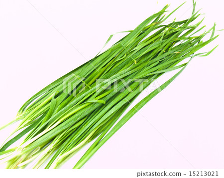 Garlic chives isolated on white background Garlic chives isolated on white background 15213021