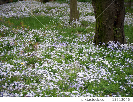 Ipheion uniflora herd Ipheion uniflora herd 15213046