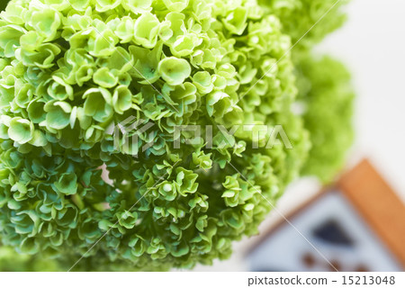 綠色繡球花和房子 綠色繡球花和房子 15213048