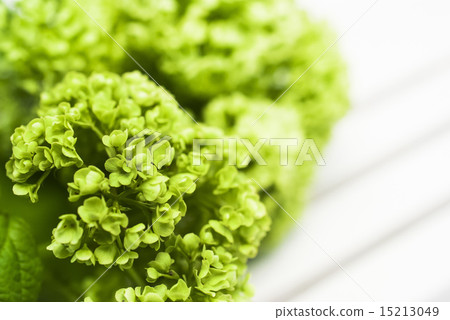 綠色繡球花 綠色繡球花 15213049