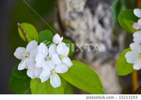 白色漂亮的花 15213203